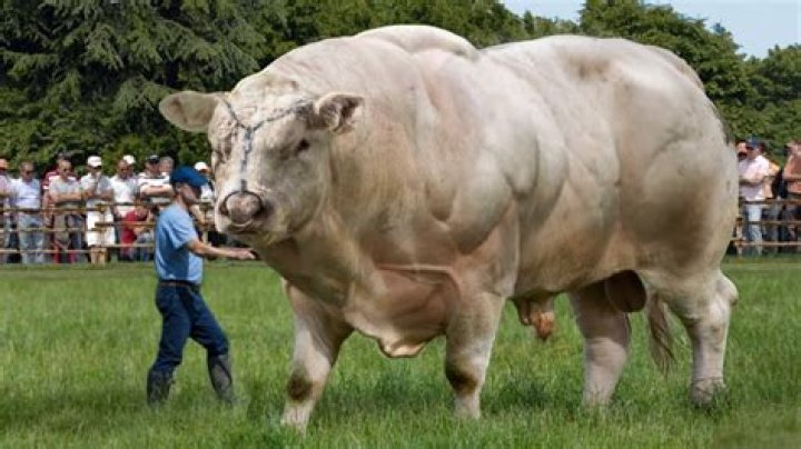10 Biggest Bulls Ever Caught On Camera YouTube