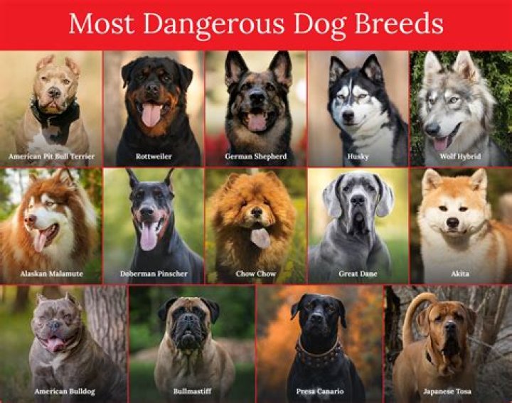 10 Scariest Looking Dog Breeds in 2022 Petsoid