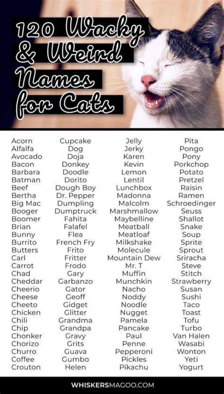 120 Wacky and Weird Names for Cats Whiskers Magoo