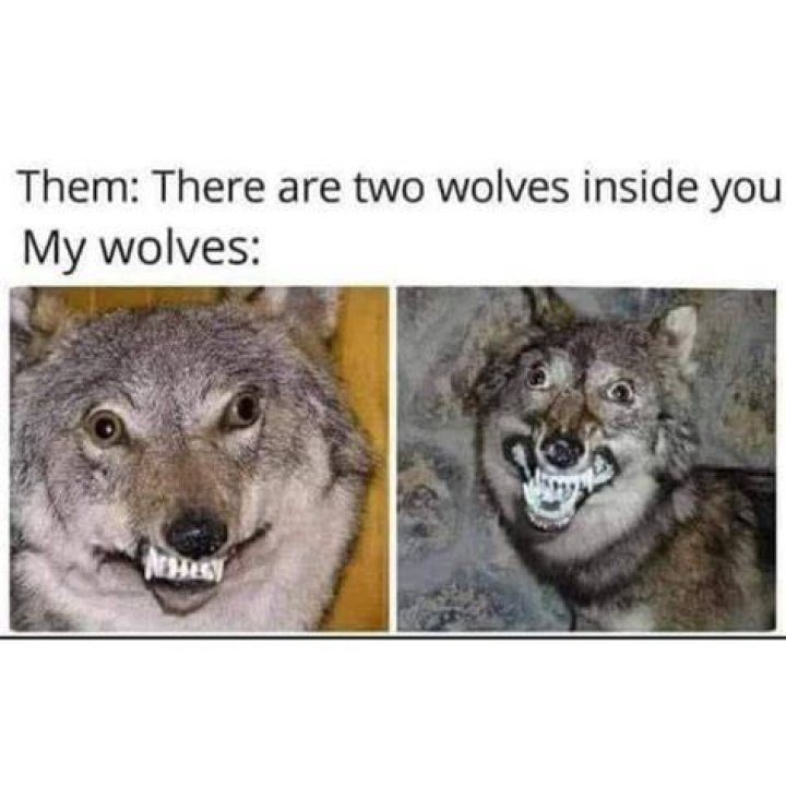 15 Top Wolf Meme Joke Images and Photos QuotesBae