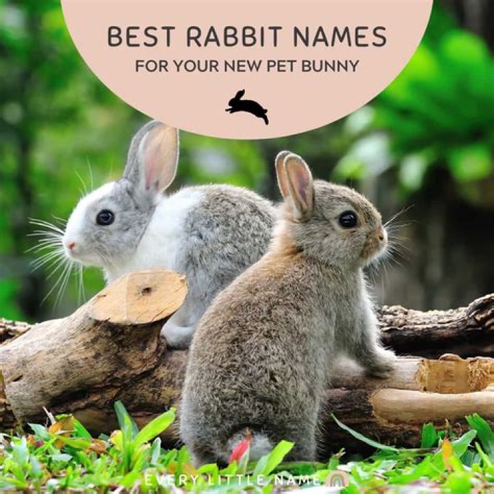 230+ Best Rabbit Names for Your Pet Bunny Every Little Name