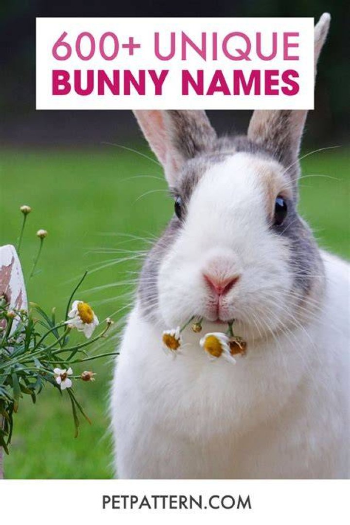 450+ Adorably Unique Bunny Names You'll Love