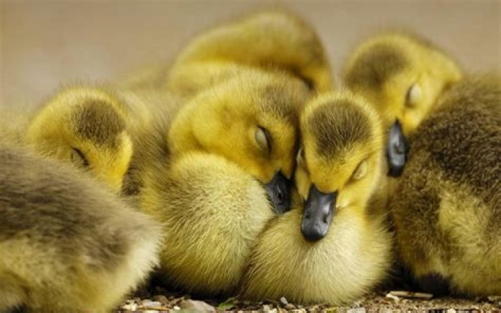 🔥 [50+] Baby Ducks Wallpapers WallpaperSafari