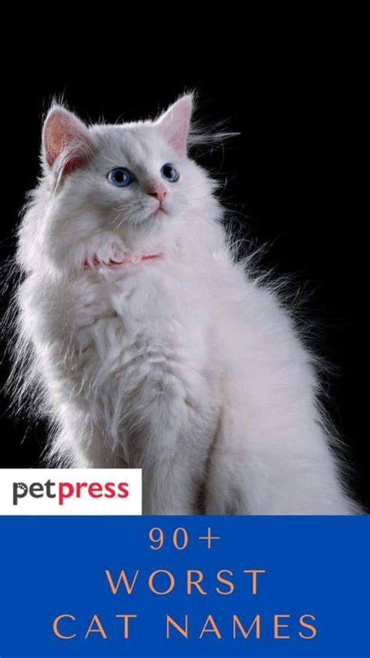 90+ Worst Cat Names That You Should Avoid At Any Cost
