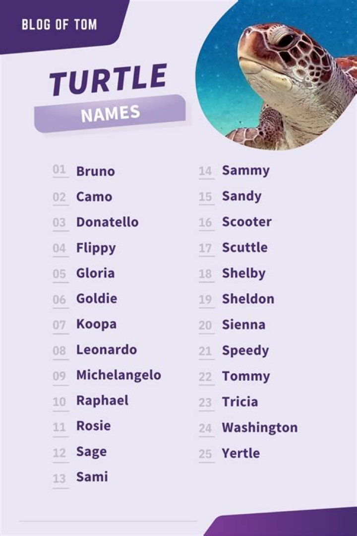 999+ Tortoise & Turtle Names (Best, Funny & Cute Ideas)
