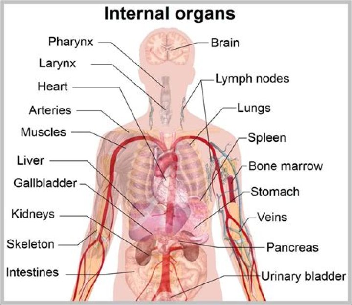 Anatomy of human internal organs from the front showing heart, stomach