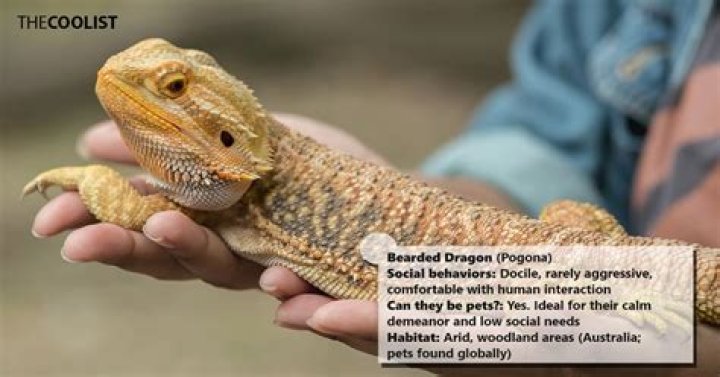 Are Bearded Dragons Social?