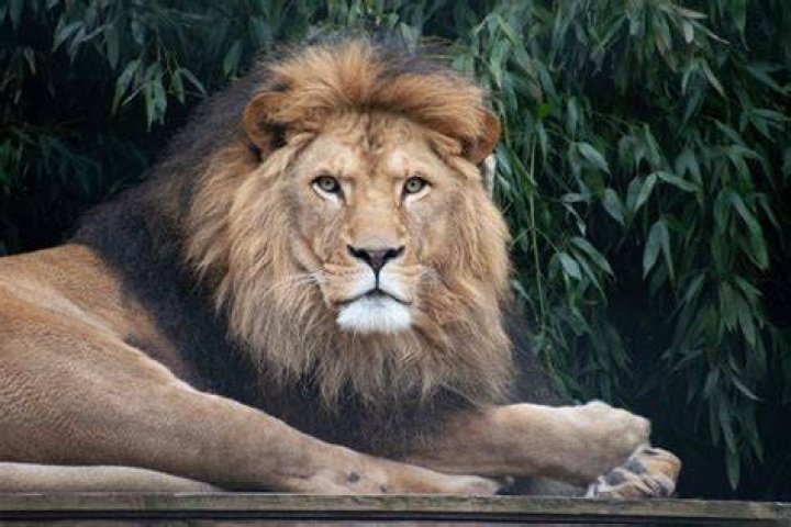 Aslan &middot; Leeuwen &middot; Stichting Leeuw