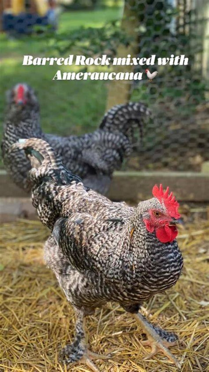 Barred Rock mixed with Ameraucana 🐓 Barred rocks, Animal photography