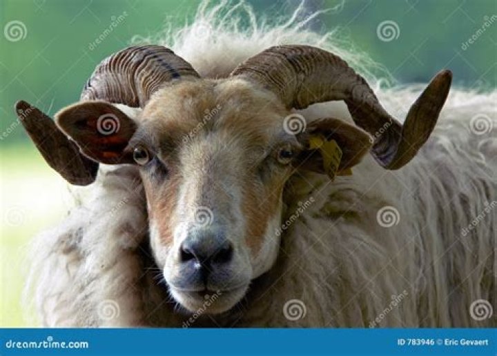 Bella ram fotografia stock. Immagine di naughty, ariete 783946