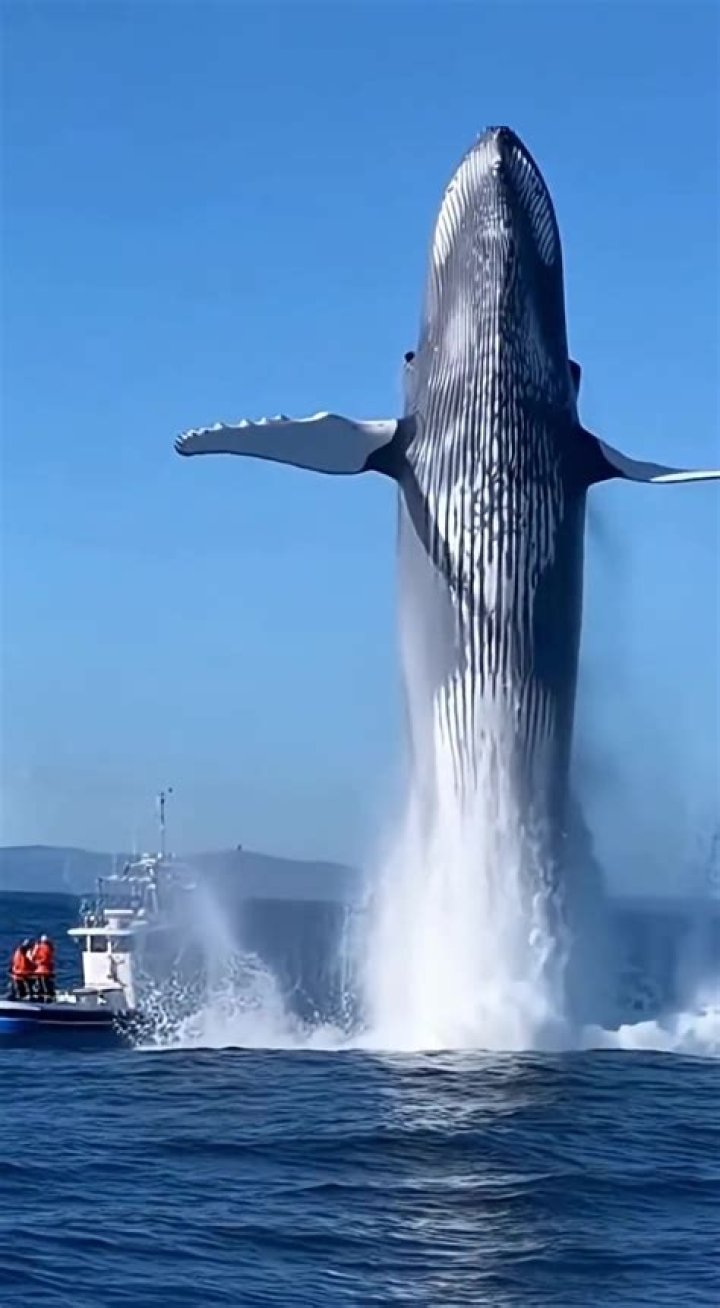 Blue Whale Viral Tiktok, Ini Arti Dan Penjelasannya poskabarmedia