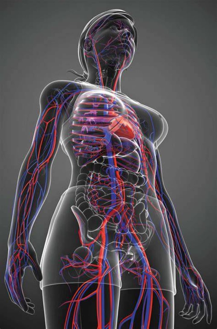 Body Wiki Blood, Gore, Extreme, Fatalaty Amino