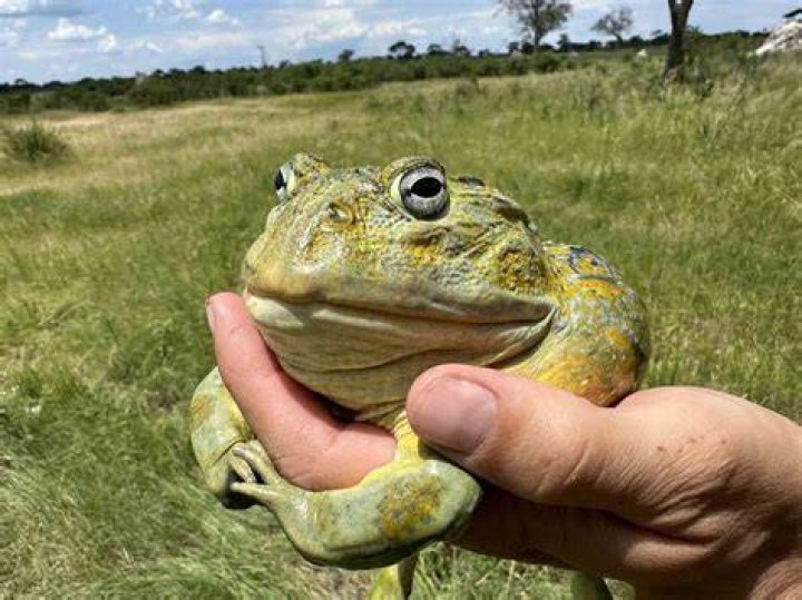 Bullfrog