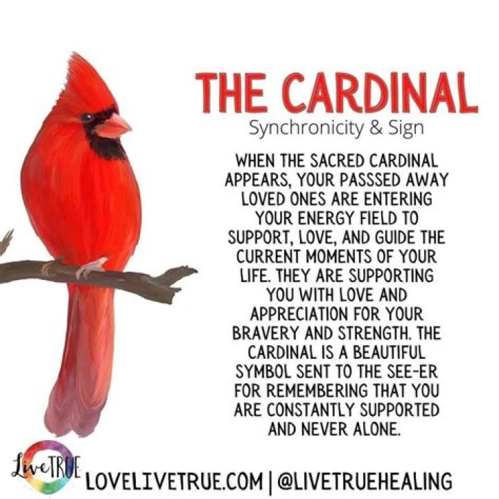 Cardinal Bird Meaning Symbolism, Significance & Tips to Attract