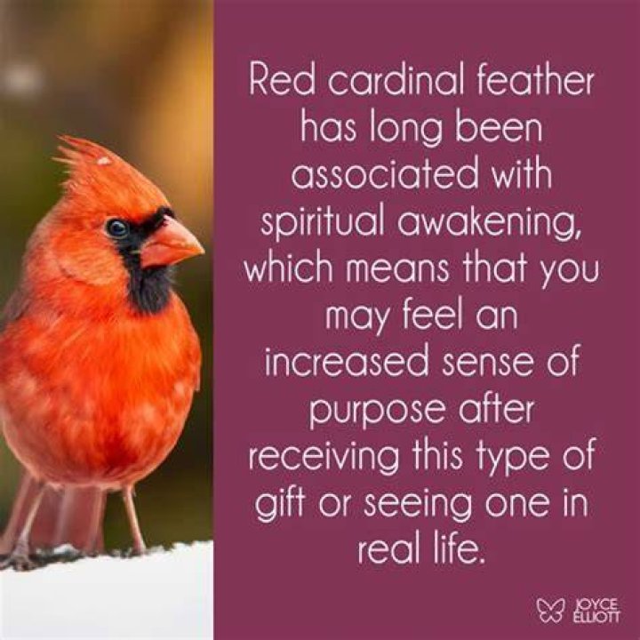 Cardinal Feather Meaning 7 Powerful Symbols And Divine Messages