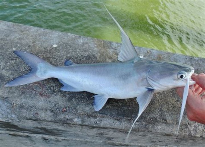 Catfish, Gafftopsail Isaac McPhersom