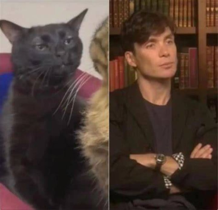 Cillian Murphy Is Not Amused With Life Cillian Murphy vrogue.co