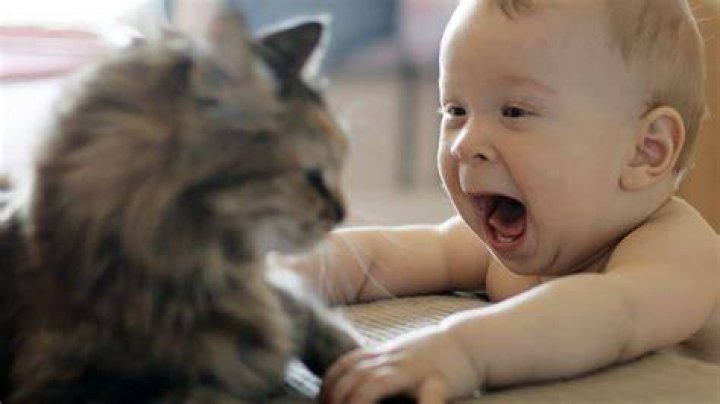 Cute Funny Babies, Funny Cat Wallpaper, Cute Cartoon Wallpapers, Cute