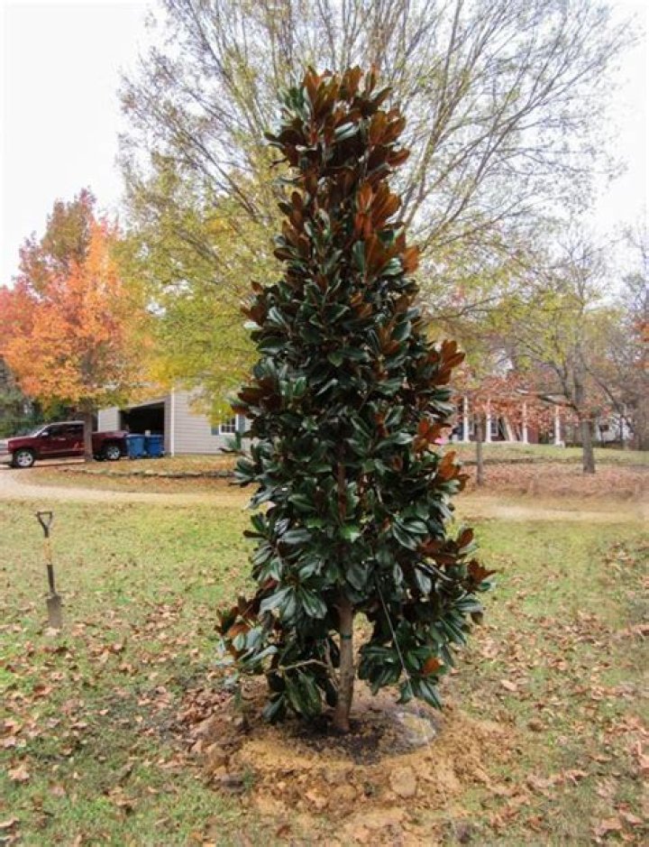 DD Blanchard Magnolia Dallas, Texas Treeland Nursery