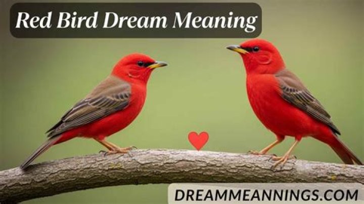 Dead Red Bird Dream Meaning Uncovering The Hidden Symbols The Dream