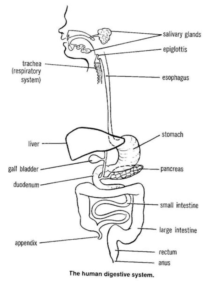 [DIAGRAM] Printable Digestive System Diagram For Kids