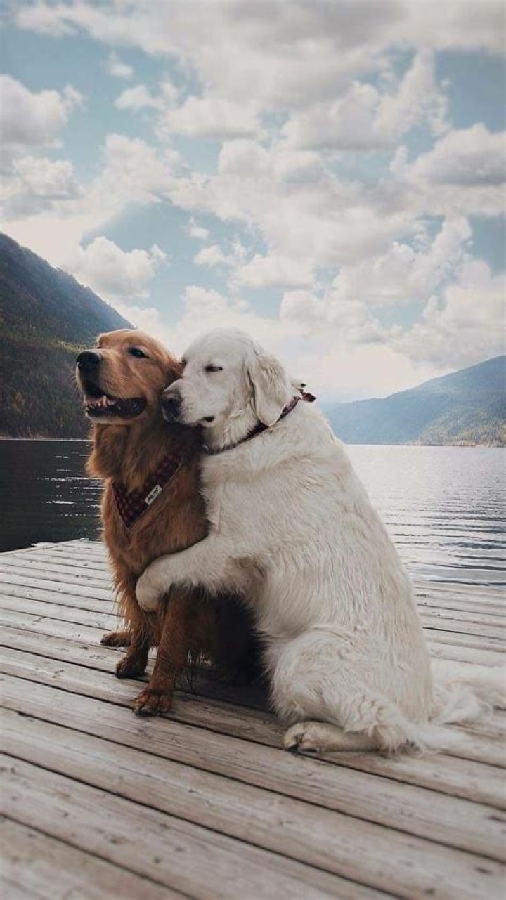 Dog Lover Wallpapers Wallpaper Cave