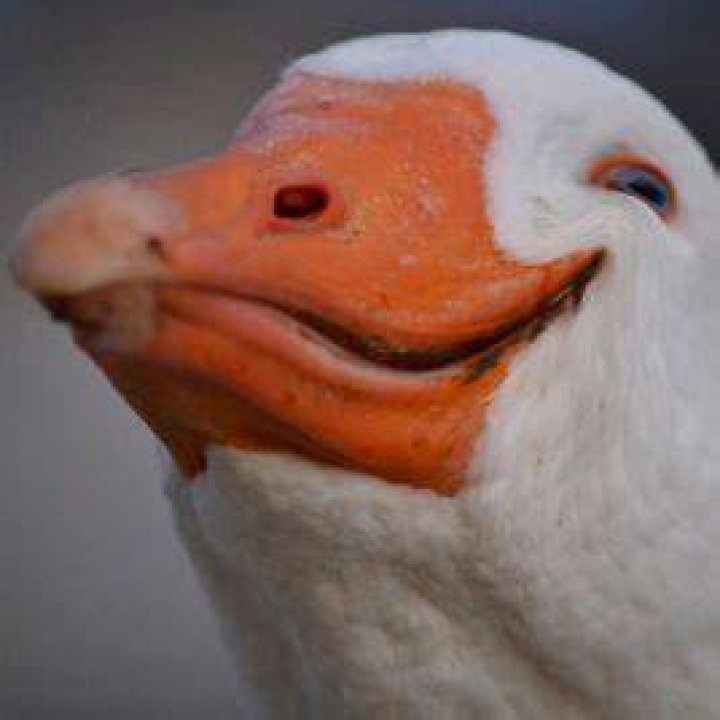 Dolan Dark, Twitter