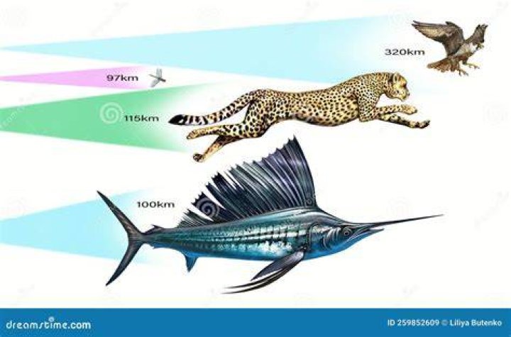 Fastest Animal in the World A Race of 30 Animals