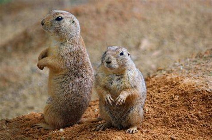 FileKissing Prairie dog edit 2.jpg Wikimedia Commons