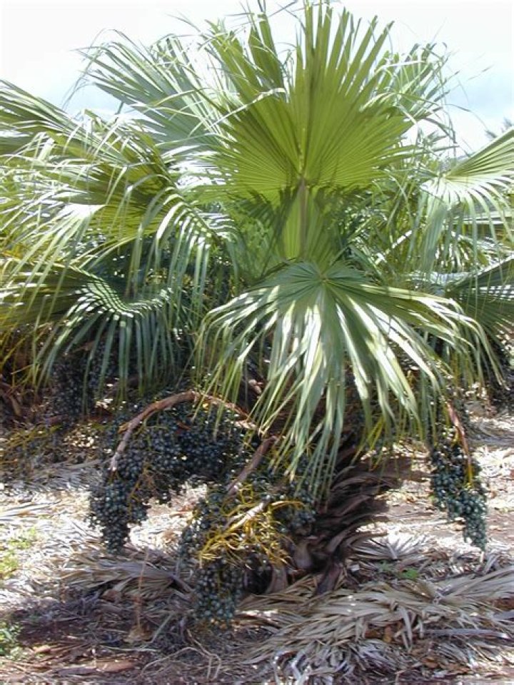 FileRosa chinensis.jpg Wikimedia Commons