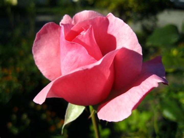 FileRosa rosa Pink rose 01.jpg Wikimedia Commons