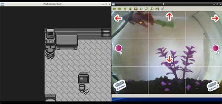 fish plays pokemon