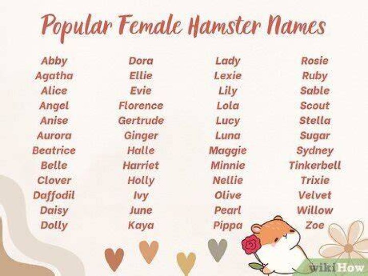 Hamster Names 100+ Unique Names for Your New Hamster BeChewy