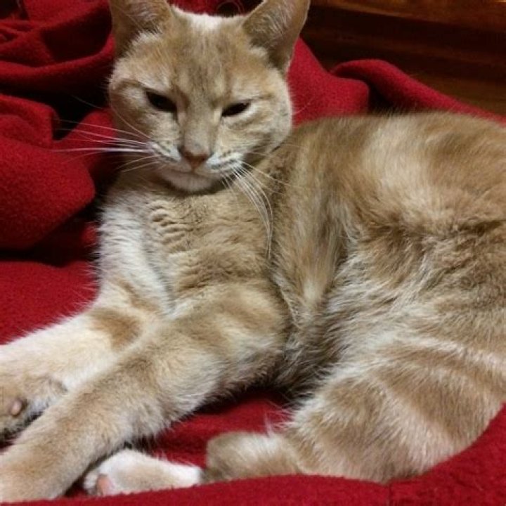In Praise of Ginger Female Cats Middle Aged Mama