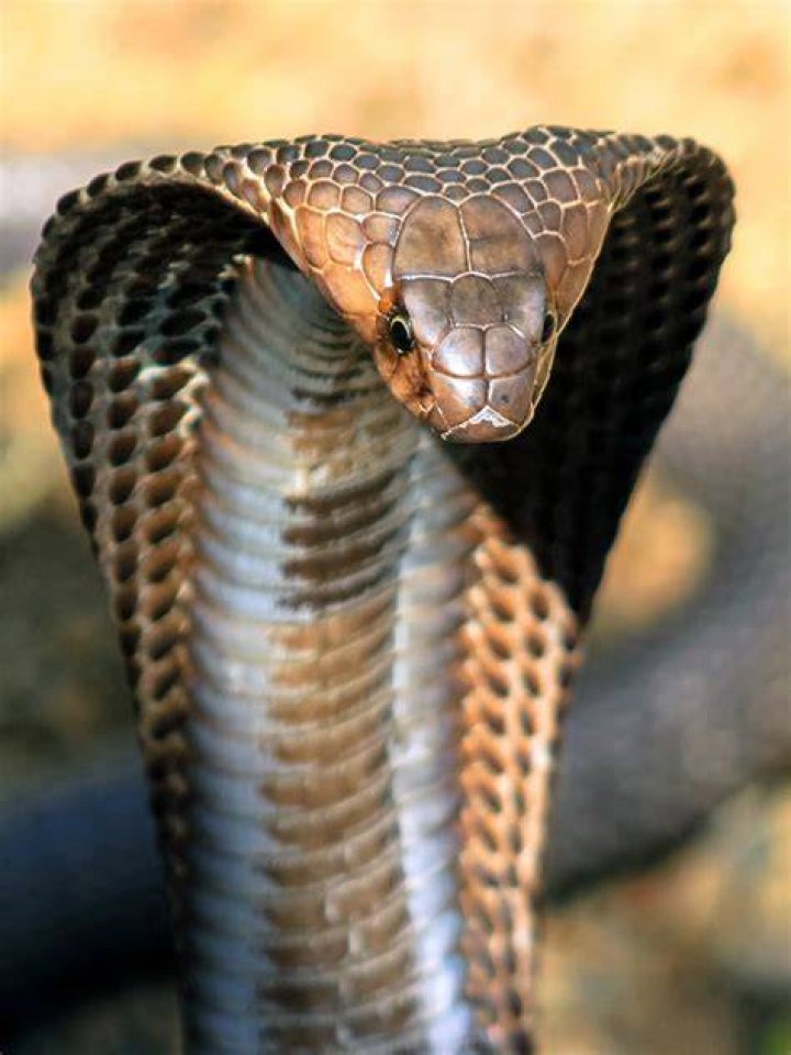 Keeping Up with the Cobras A History of the Love Quad Netflix Tudum