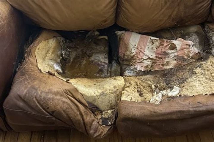 Lacey Fletcher Couch Picture An InDepth Exploration