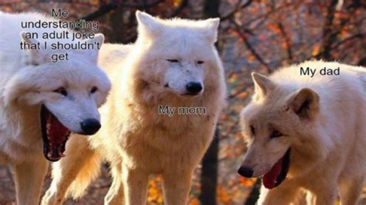 Laughing Wolves Meme Is Newest Funny Animal Meme Funny Gallery