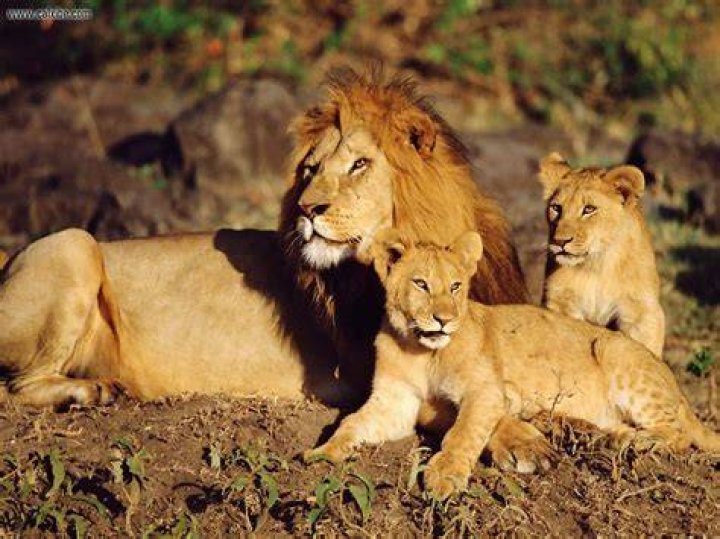 Lion Family Quotes. QuotesGram