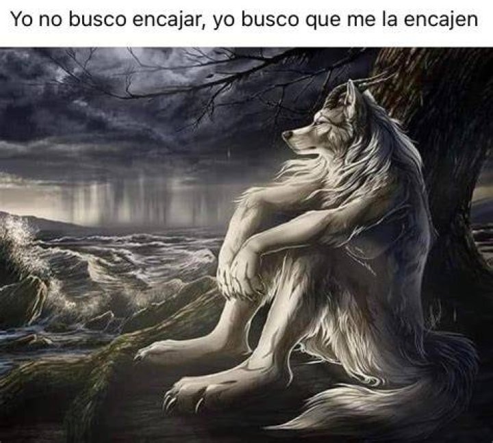 Lobo Solitario / Wolf Sitting Meme Sitting Wolf Know Your Meme