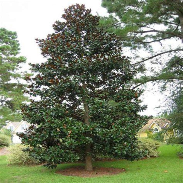 Magnolia, Southern &lsquo;DD Blanchard&rsquo; John Renfroe Landscape Architect