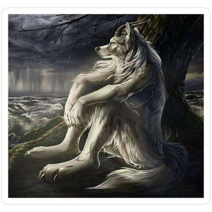 Other Wolf Sitting Meme Wolf Memes / Lobos Con Frases / Sitting Wolf