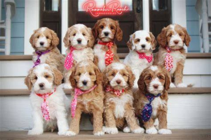 Our Amazing Puppies