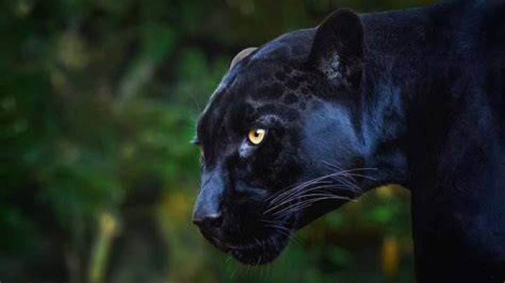 Panther's Prowl overlooking Misty Meadows.