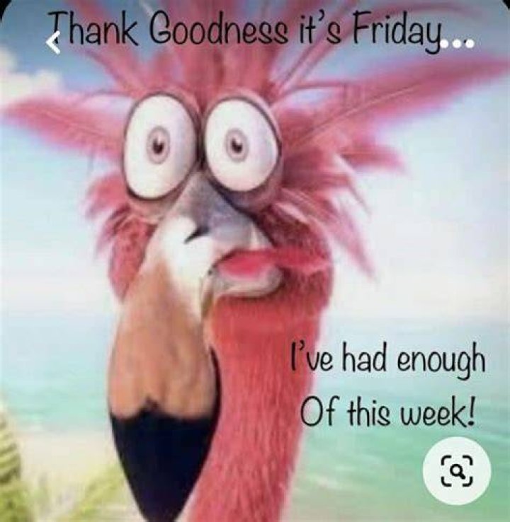 Pin on Friday funnies