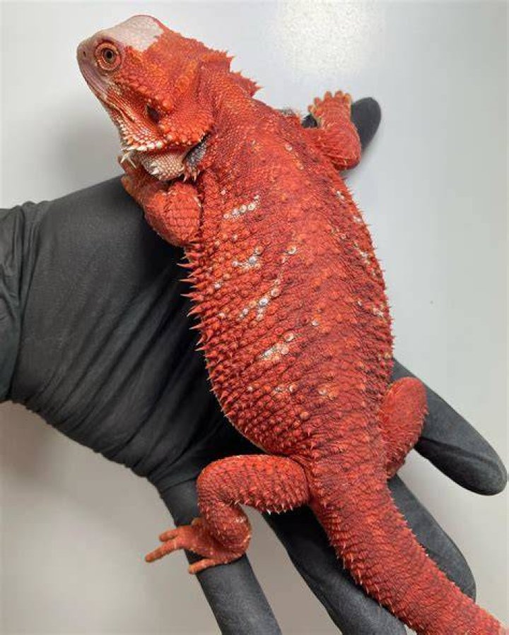 Red bearded dragon V Reptiles
