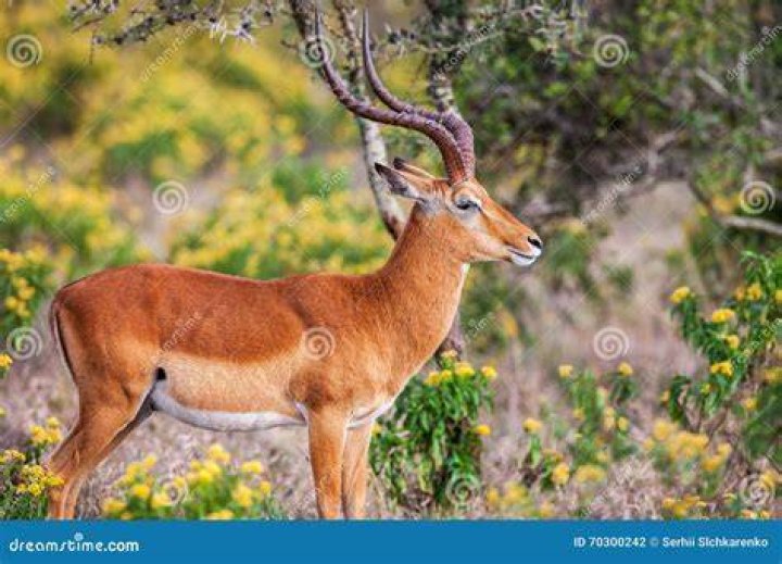 Ritratto Di Bella Ram Dell'impala Nel Sudafrica Fotografia Stock
