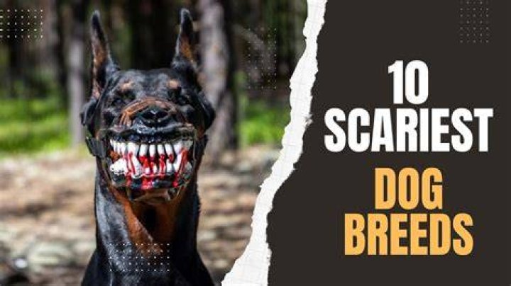Scary dogs