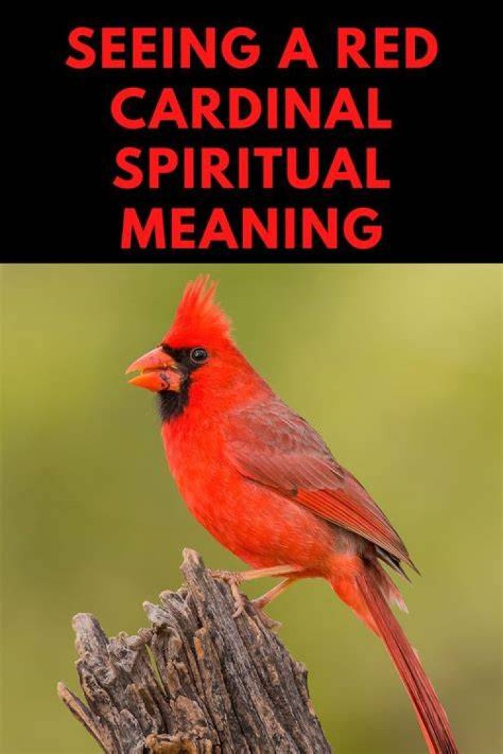 Seeing a Red Cardinal Spiritual Meaning Awakening State