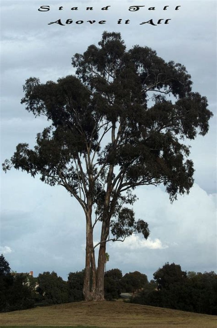 Stand Tall Photograph by Lorenzo Williams Fine Art America