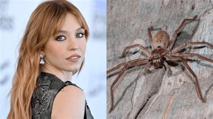 Sydney Sweeney Bitten By Spider While Filming Movie Men's Journal